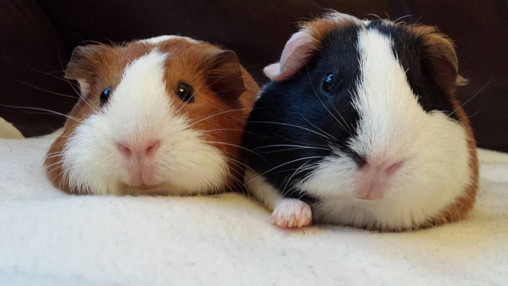 two-lovely-female-guinea-pigs-looking-for-new-home-53b132b7e8971.jpg