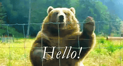 Hallo Bear.gif